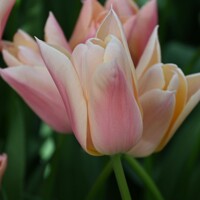 Tulipany Sanne - 3 ks v balení