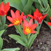 Tulipany Scarlet Baby - 3 ks v balení