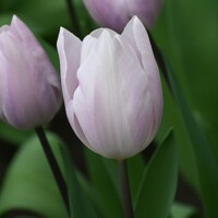 Tulipany Silver Cloud - 2 ks v balení