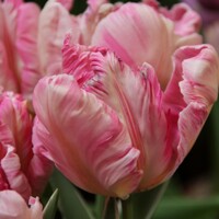 Tulipany Parrot Silver - 2 ks v balení