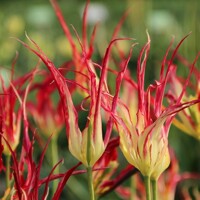 Tulipany Acuminata 1ks