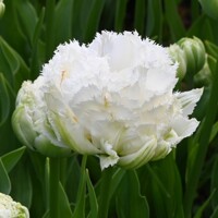 Tulipany Snow Crystal - 3 ks v balení