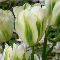 Tulipany Spring Green - 3 ks v balení