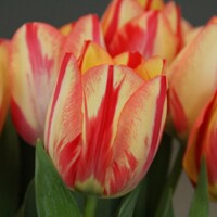 Tulipany Sprig Break - 3 ks v balení