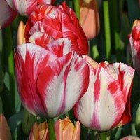 Tulipany Spring Rembrandt - 2 ks v balení
