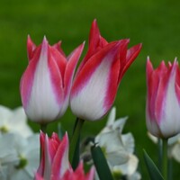 Tulipany Strawberry Romanoff - 2 ks v balení