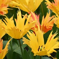 Tulipany Sunny Leo 1ks