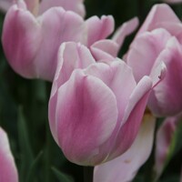 Tulipany Synaeda Amor - 3 ks v balení