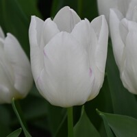 Tulipany White Prince - 3 ks v balení
