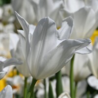 Tulipany White Triumphator - 3 ks v balení