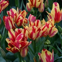 Tulipany Club Wonder - 3 ks v balení