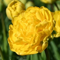 Tulipany Yellow Pomponette - 3 ks v balení