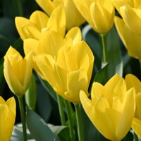Tulipany Purissima Yellow - 3 ks v balení