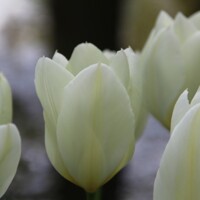 Tulipany Purissima White - 3 ks v balení