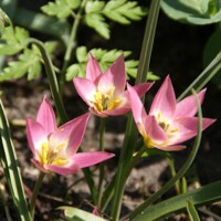 Tulipany Aucheriana - 3 ks v balení
