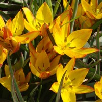 Tulipany Jara - 3 ks v balení