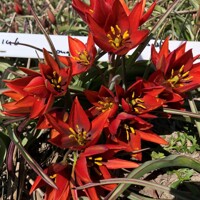 Tulipany Mara - 3 ks v balení