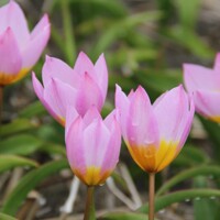 Tulipany Lilac Wonder - 5 ks v balení