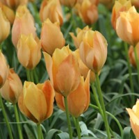 Tulipany Bright Gem - 5 ks v balení