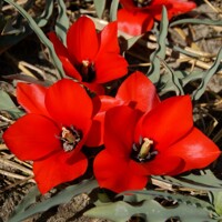 Tulipany Red Hunter - 3 ks v balení