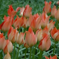 Tulipany Salmon Gem - 3 ks v balení