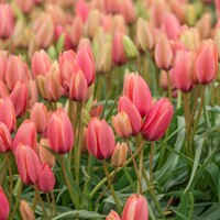 Tulipany Annika - 3 ks v balení