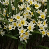Tulipany Turkestanica - 5 ks v balení
