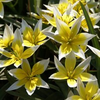 Tulipany Tarda - 5 ks v balení