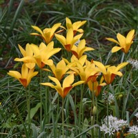Tulipany Chrysantha - 5 ks v balení