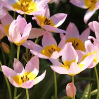Tulipany Saxatilis - 5 ks v balení