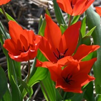 Tulipany Zwanenburg Variety - 5 ks v balení