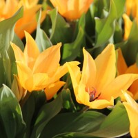 Tulipany Praestans Shogun - 5 ks v balení