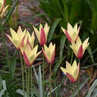 Tulipany Tinka - 5 ks v balení