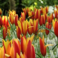 Tulipany Tubergens Gem - 5 ks v balení