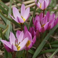 Tulipany Humilis - 5 ks v balení