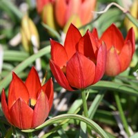 Tulipany Hageri - 3 ks v balení
