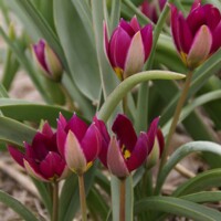 Tulipany Persian Pearl - 5 ks v balení