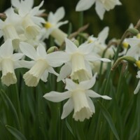 Narcis Elka - 5 ks v balení