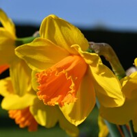 Narcis Classic Garden - 2 ks v balení