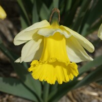 Narcis Holland Sensation - 2 ks v balení