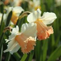 Narcis Pink Parasol 1ks