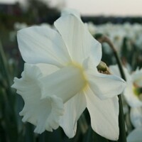 Narcis Broughshane 1ks