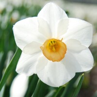 Narcis Sophie Girl - 3 ks v balení