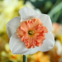 Narcis Precocious - 3 ks v balení