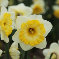 Narcis Bright Sun - 2 ks v balení