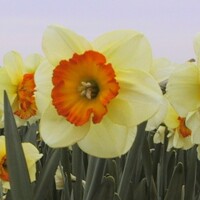 Narcis Velasques 1ks