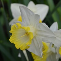 Narcis Sweet Harmony 1ks
