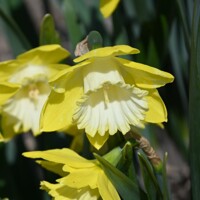 Narcis Greengarden 1ks