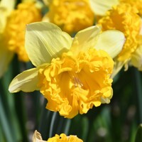 Narcis Beowulf 1ks