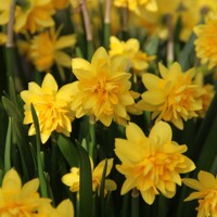 Narcis Tete Deluxe - 5 ks v balení